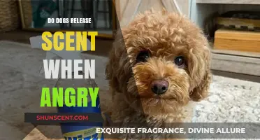 Do Angry Dogs Release Scent? Uncovering Canine Communication Secrets