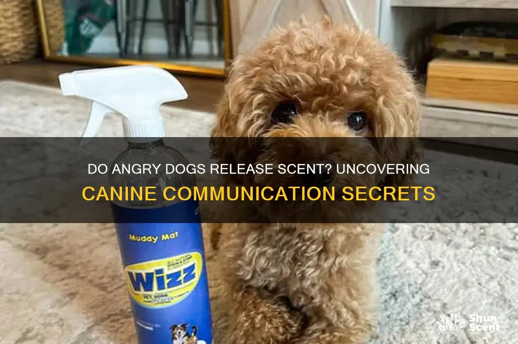 do dogs release scent when angry