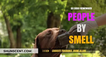 Canine Memories: The Power of Scent in Recognizing Humans