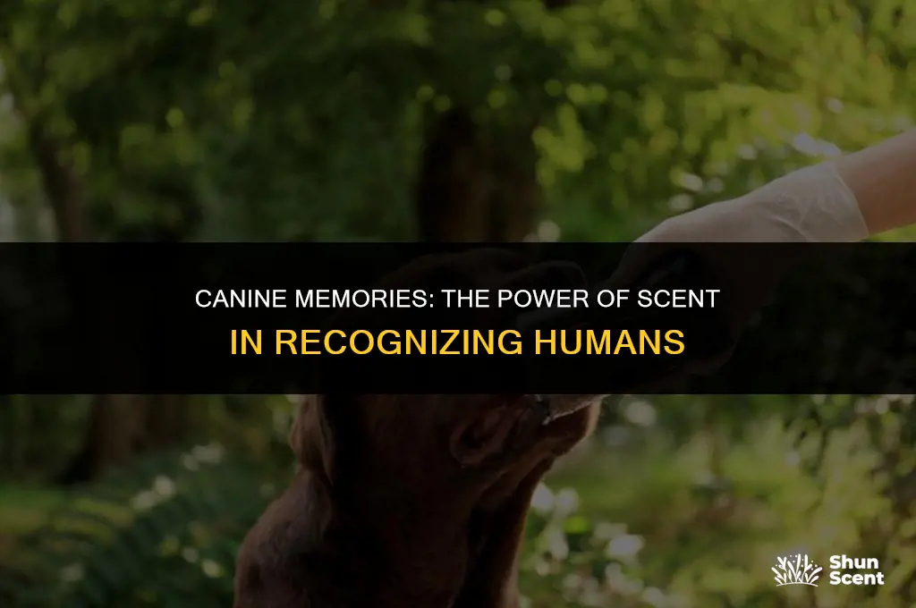do dogs remember people by smell