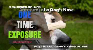 Canine Memory: Do Dogs Recall Smells After a Single Encounter?