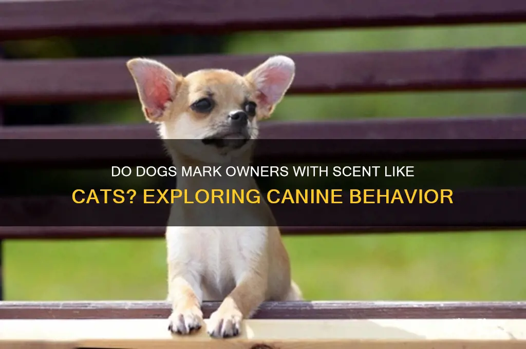 do dogs rub their scent on owners like cats