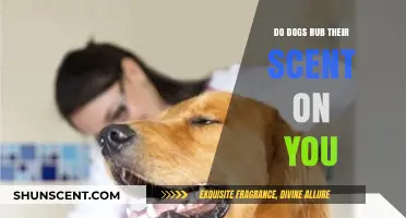 Why Dogs Rub Their Scent on You: Understanding Canine Marking Behavior