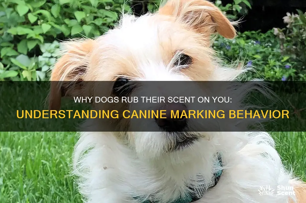 do dogs rub their scent on you