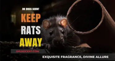 Canine Scents: Do Dogs Naturally Repel Rats Effectively?