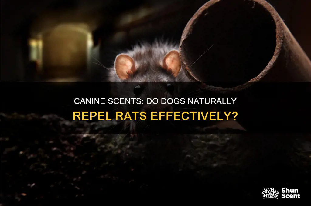 do dogs scent keep rats away