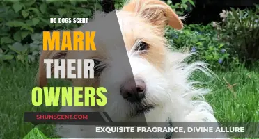 Do Dogs Scent Mark Their Owners? Understanding Canine Marking Behavior