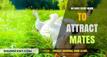 Do Dogs Use Scent Marking to Attract Potential Mates?