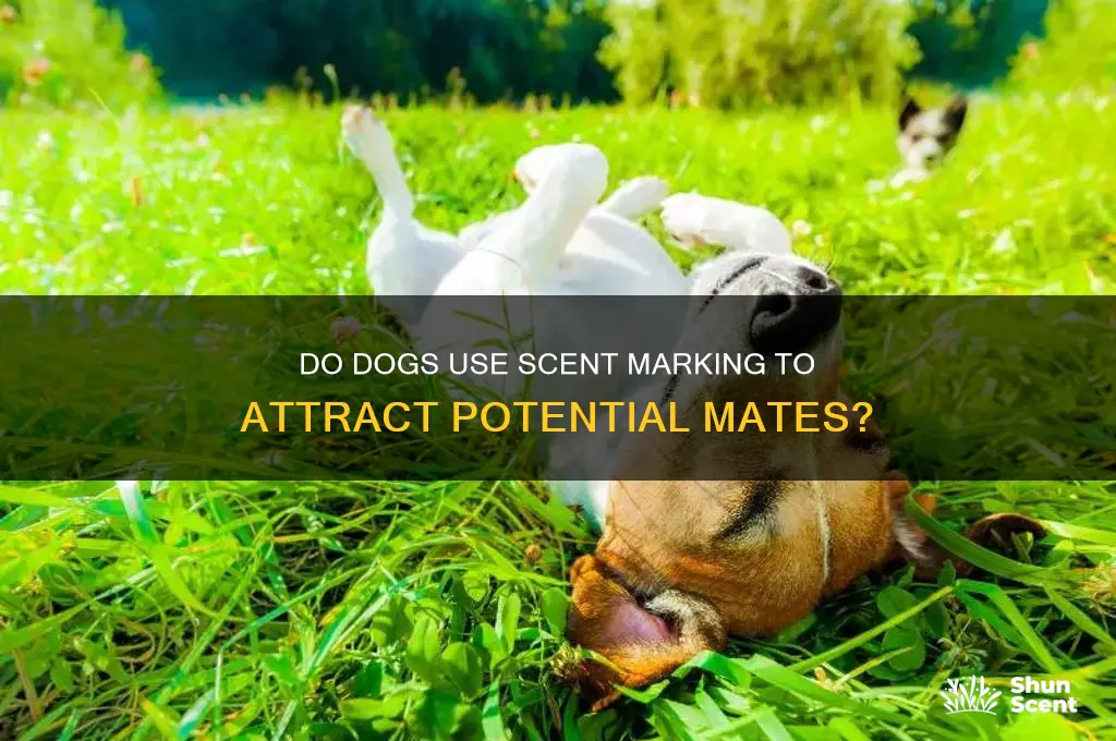 do dogs scent mark to attract mates