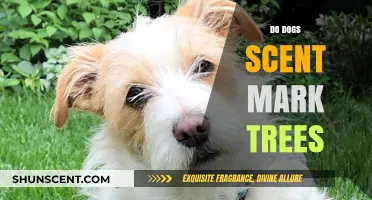 Why Do Dogs Scent Mark Trees? Understanding Canine Communication