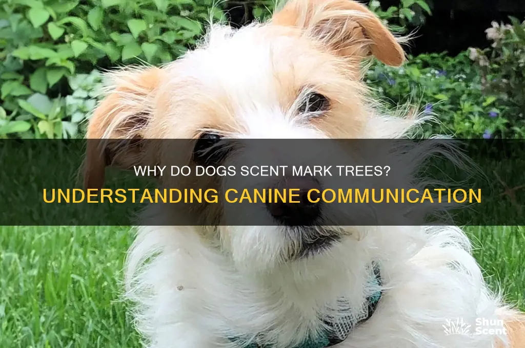 do dogs scent mark trees