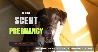 Can Dogs Smell Pregnancy? Uncovering the Canine Scent Detection Mystery