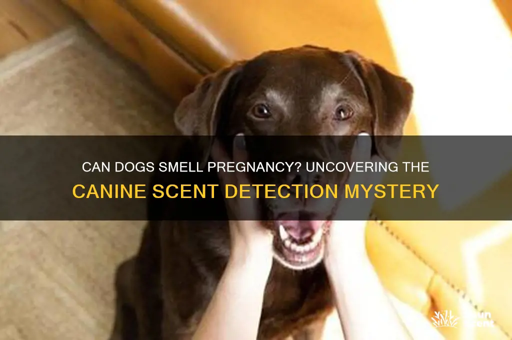 do dogs scent pregnancy