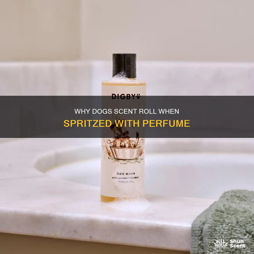 do dogs scent roll when you spray them with perfume