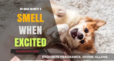 Unleashing the Truth: Do Dogs Emit a Unique Scent When Excited?