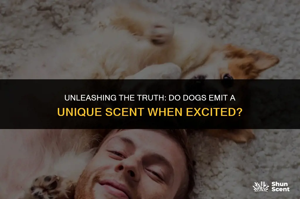 do dogs secrete a smell when excited