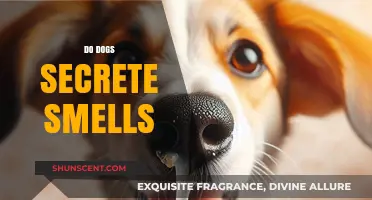 Unveiling the Canine Olfactory Mystery: Do Dogs Secrete Smells?
