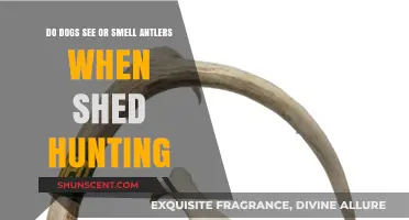 Unraveling the Mystery: Do Dogs See or Smell Shed Antlers?