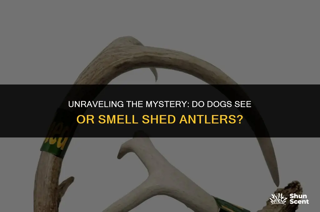 do dogs see or smell antlers when shed hunting
