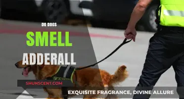 Can Canines Detect Adderall? Exploring the Science Behind Dog Smell