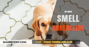 Can Canines Catch Your Adrenaline Rush? The Science Behind Dog Smells