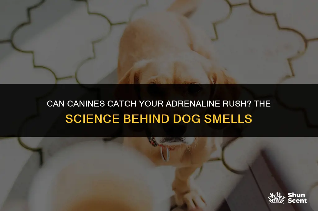 do dogs smell adrenaline