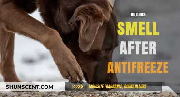 Do Dogs Smell After Antifreeze: Understanding Canine Olfactory Perception