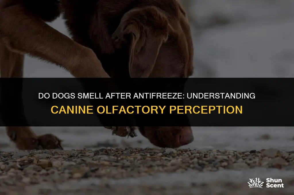 do dogs smell after antifreeze
