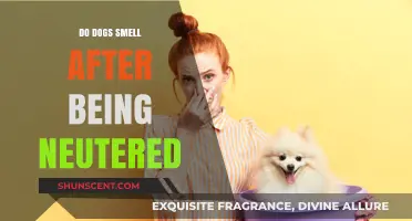 Do Dogs Still Smell After Being Neutered? Facts and Myths