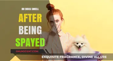 Post-Spaying Canine Odor: What to Expect and How to Manage It
