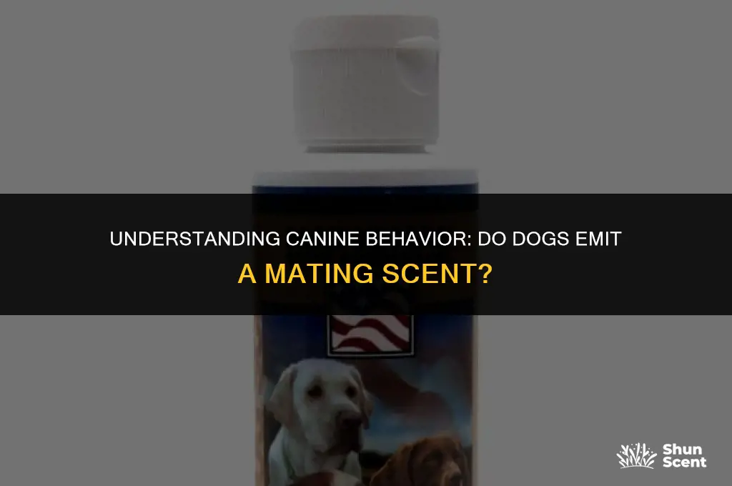 do dogs smell after mating