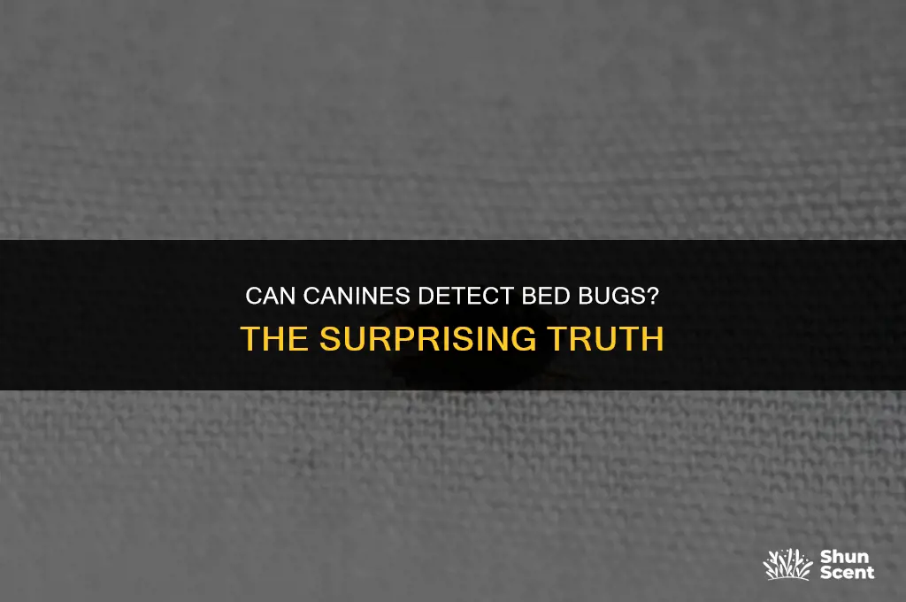do dogs smell bed bugs