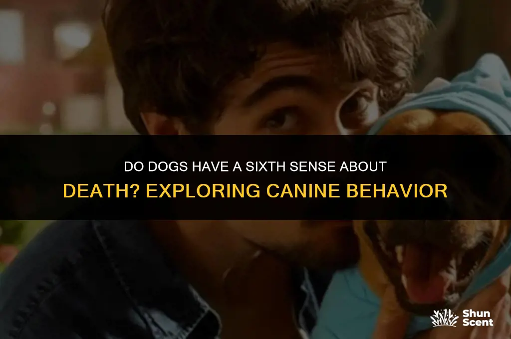 do dogs smell before dying