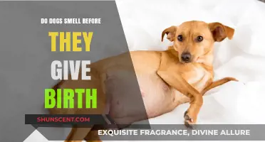 Do Dogs Smell Before They Give Birth? Exploring Canine Pregnancy Signs
