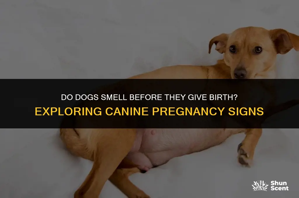 do dogs smell before they give birth