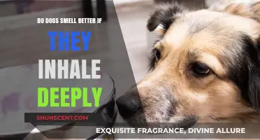 Canine Olfactory Powers: Do Dogs Smell Better When They Inhale Deeply?