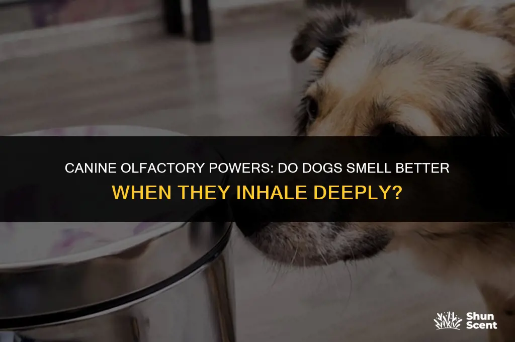 do dogs smell better if they inhale deeply