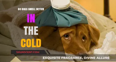 Chilly Noses: Do Dogs' Sense of Smell Improve in Cold Weather?