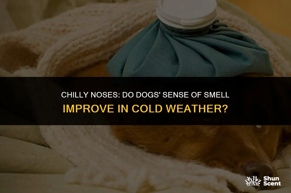 do dogs smell better in the cold