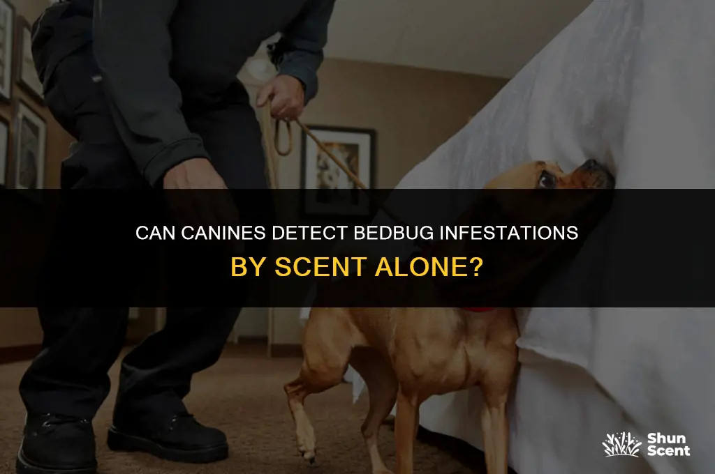 do dogs smell blood when sniffing out bedbugs
