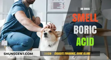Can Dogs Detect Boric Acid? Understanding Their Unique Sense of Smell