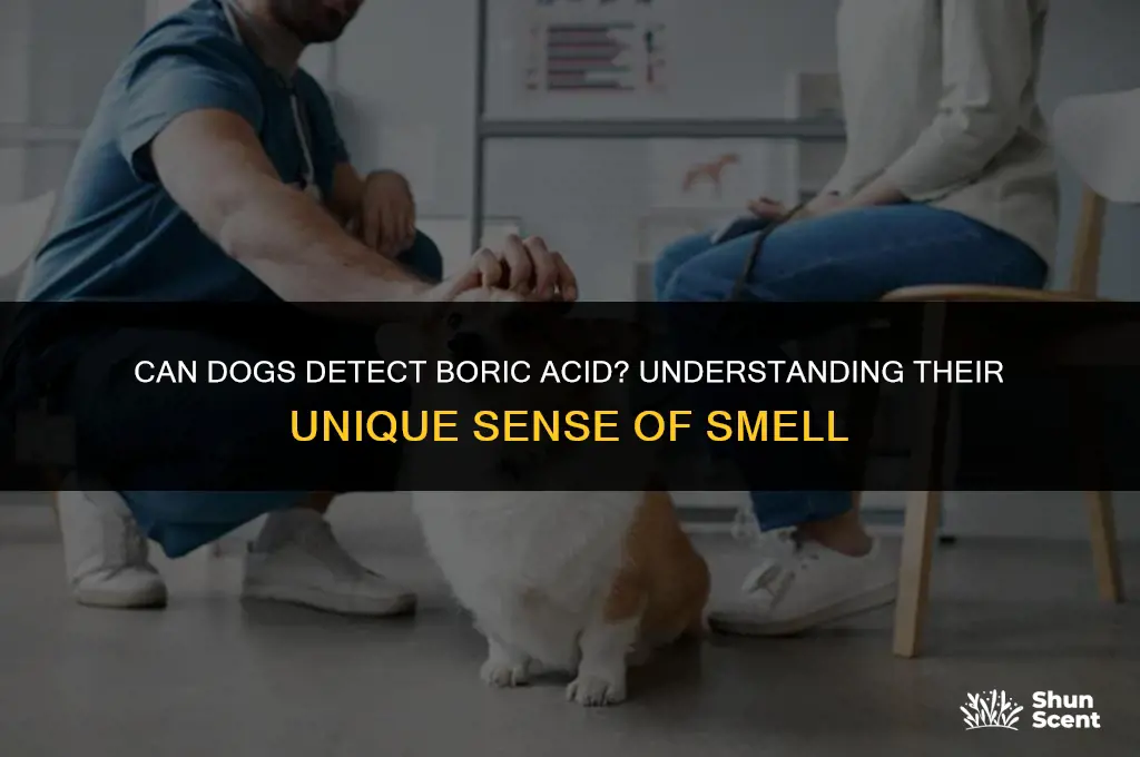 do dogs smell boric acid