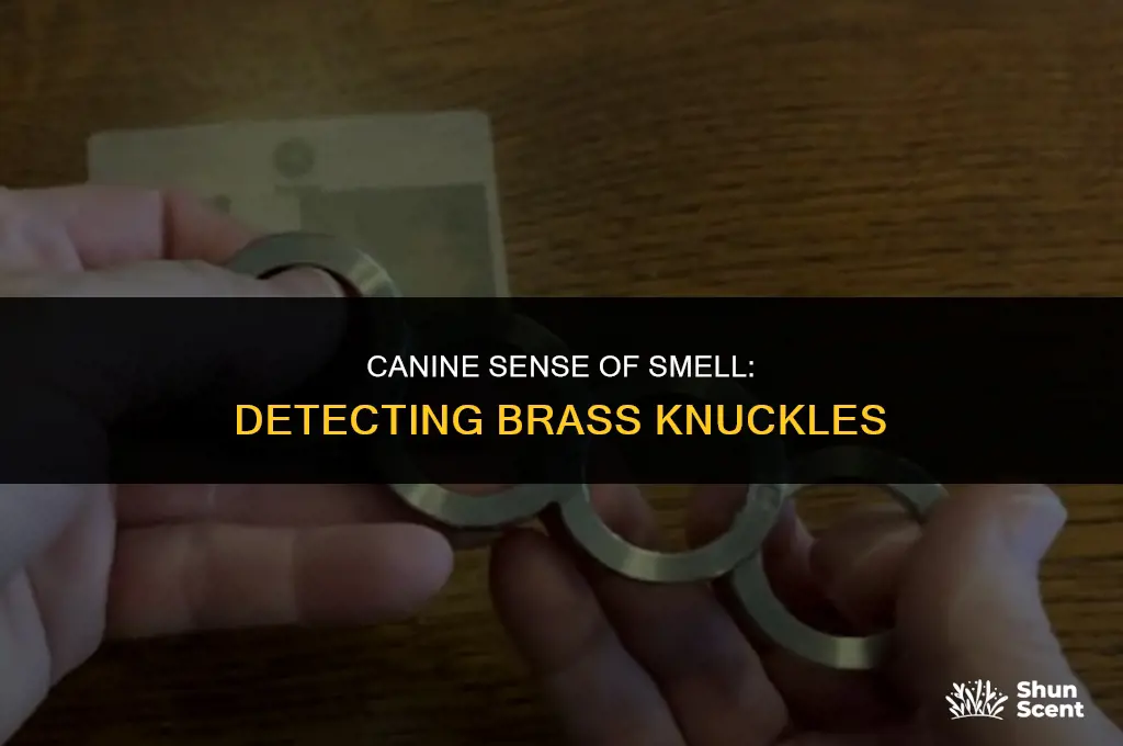 do dogs smell brass knuckles