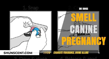Canine Pregnancy: Do Dogs Have a Special Sense for It?