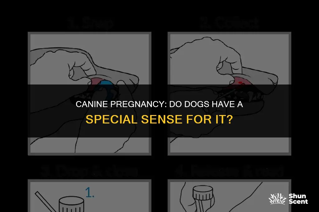 do dogs smell canine pregnancy