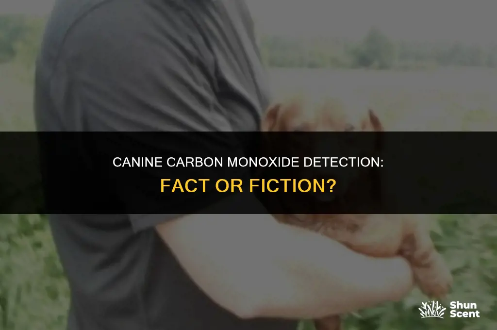do dogs smell carbon monoxide