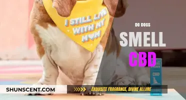 Canine Noses and CBD: Do Dogs Really Smell It?