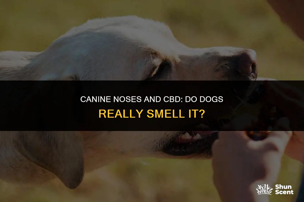 do dogs smell cbd