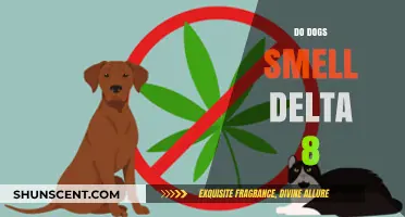 Canine Noses and Delta-8: Do Dogs Detect This Cannabinoid?