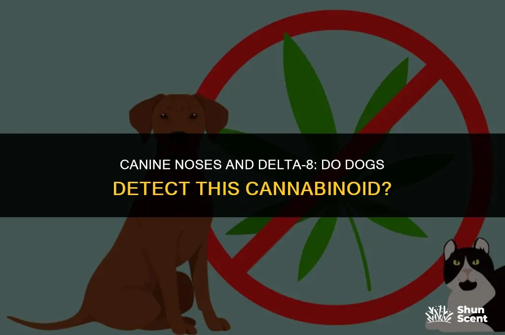 do dogs smell delta 8